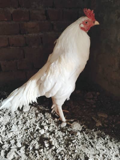 pour meyawali Heera topla aseel murga  for sel