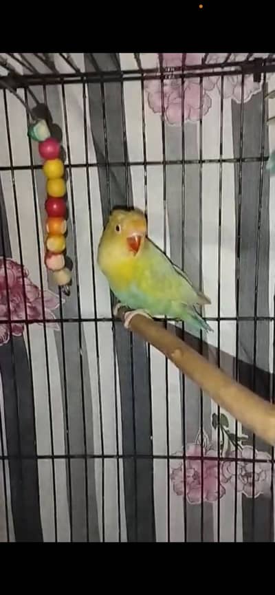 Pale fellow 2 pieces