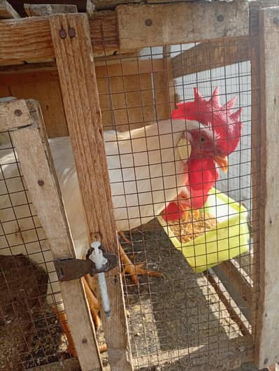 white layer roosters for sale
