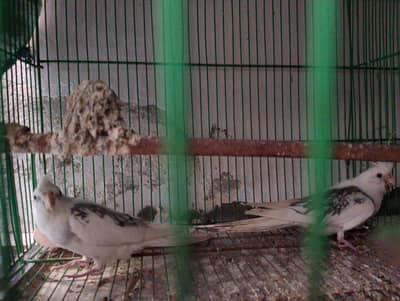 Cocktail pair available for sale