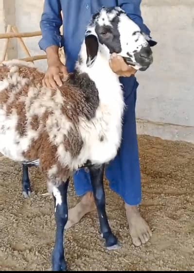 Long Tail Dumba | Dumba | sheep | Male Dumba | Turky Dumba