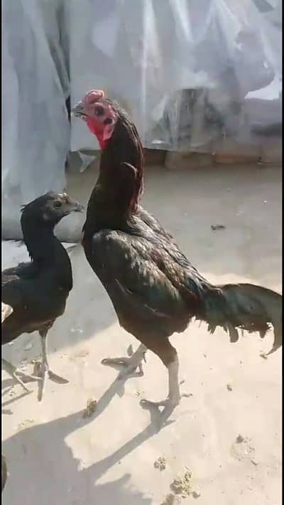 black dragon chicks and egg