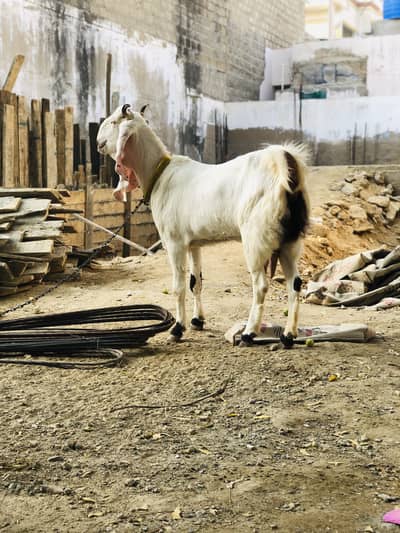 Gulabi bakri Gabban 1.5 month