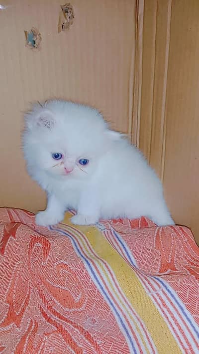 Persian kitten ready to go new home