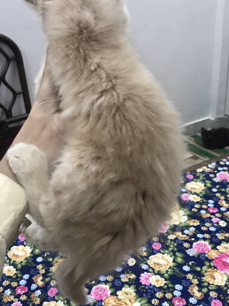 Triple code kitten 1