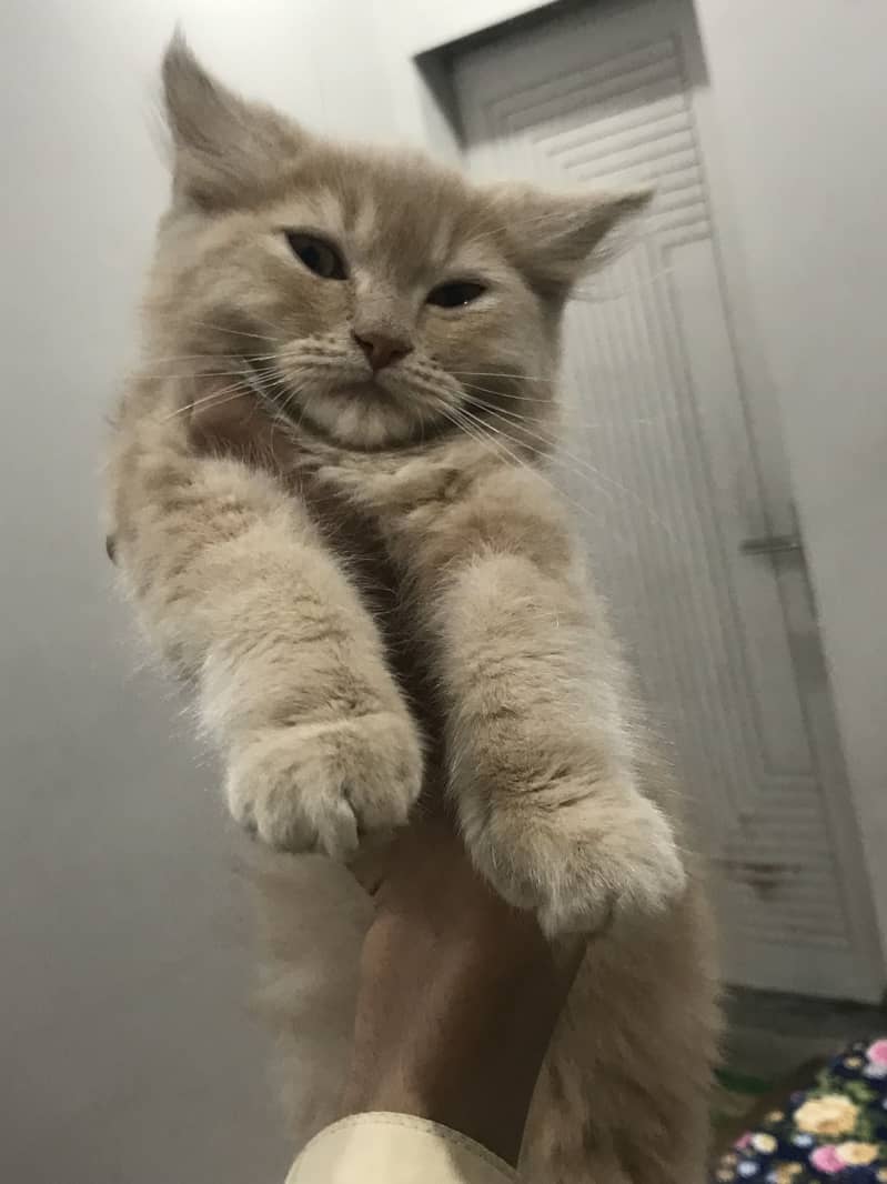 Triple code kitten 2