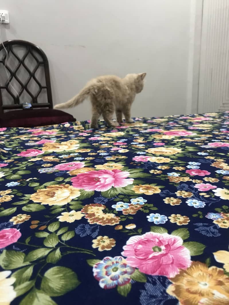 Triple code kitten 3