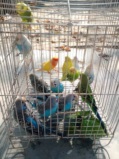 Premium Quality Young Budgies-Healthy and Active