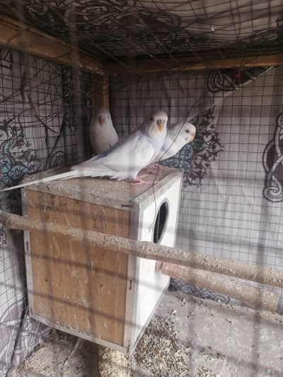 Australian parrots For Sale in iqbal town