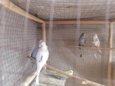 Australian parrots For Sale in iqbal town