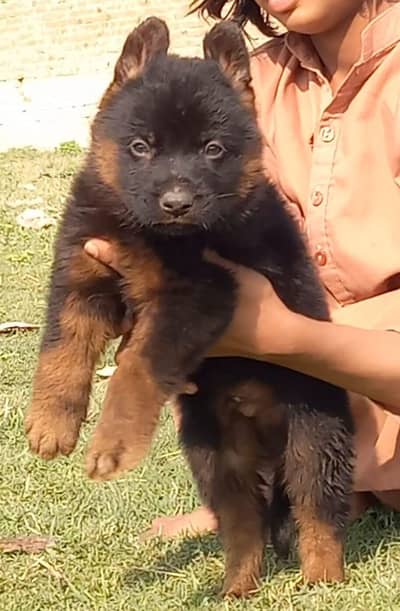 German Shepherd male puppy for sale | German Shepherd dog for sale
