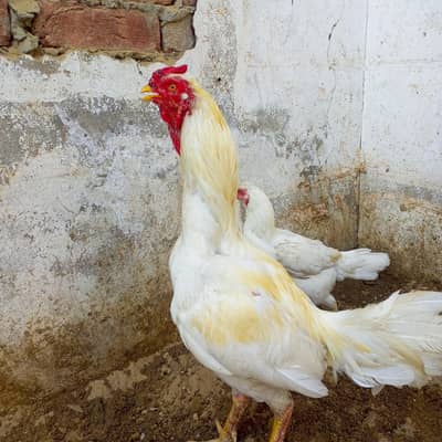 white hera aseel pair jis bhi lena ho wohi rabta kary