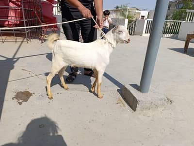 White eyes teddy breeder