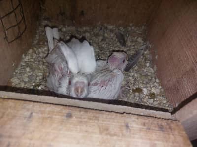 Eno chicks for sale best for hand tame