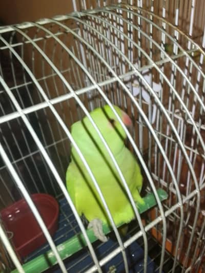 ring neck parrot