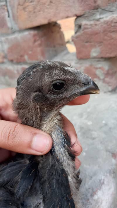 Dragon  Chicks available healthy active