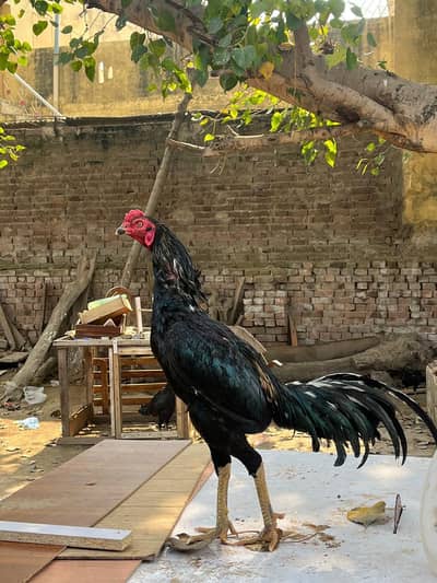 thai +pokoya male for sale