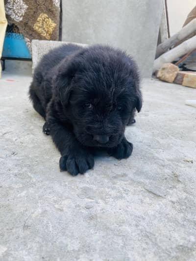 Black German shepherd