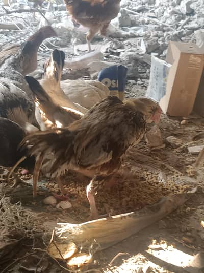 aseel murgha  for sale