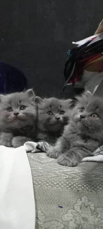 semi punch grey perian kittens