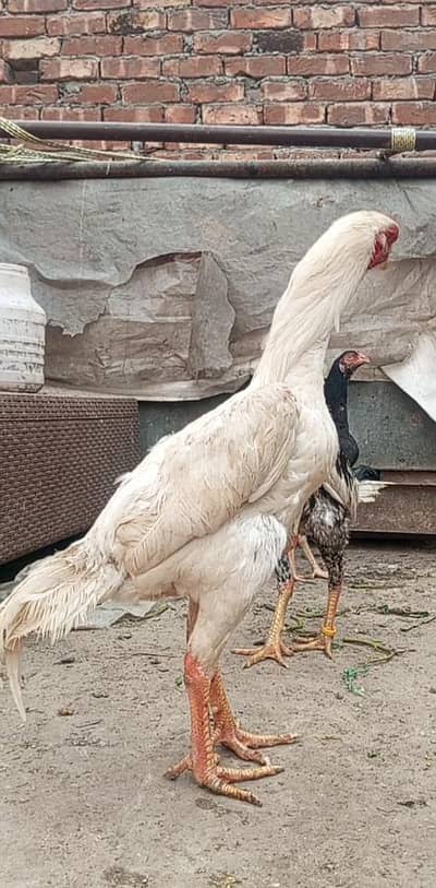 white O shamo Coin face ma