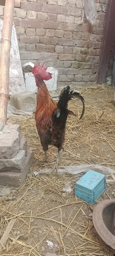 pure ghar ka desi pair