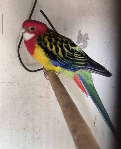 Rosella Male