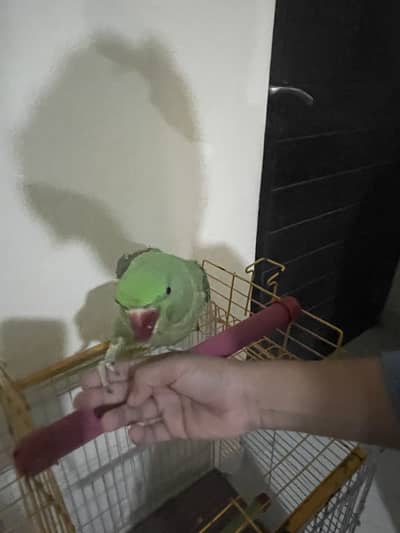 Parrot local breed neat n clean
