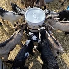Goats | Goats Milk | Milk Goats | Female Milk Goats  Available
