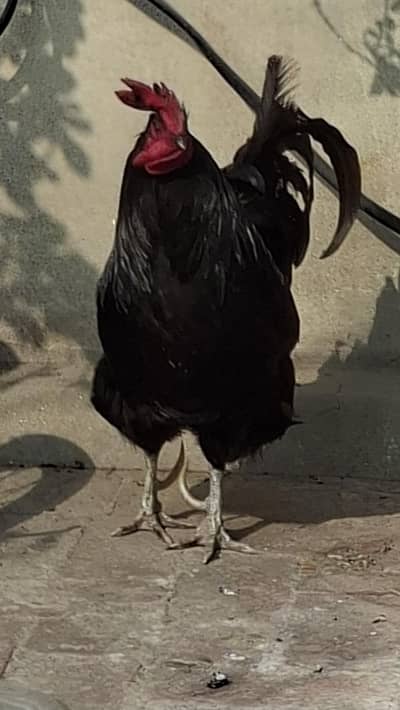 Astralorp Breader Male