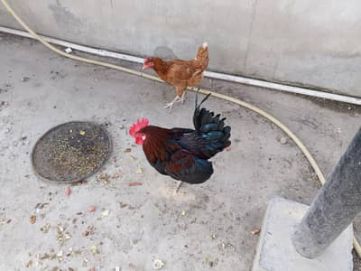 Golden Misri Set for sale