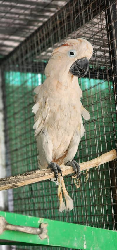 Cockatoo mulocan breeder male for sale