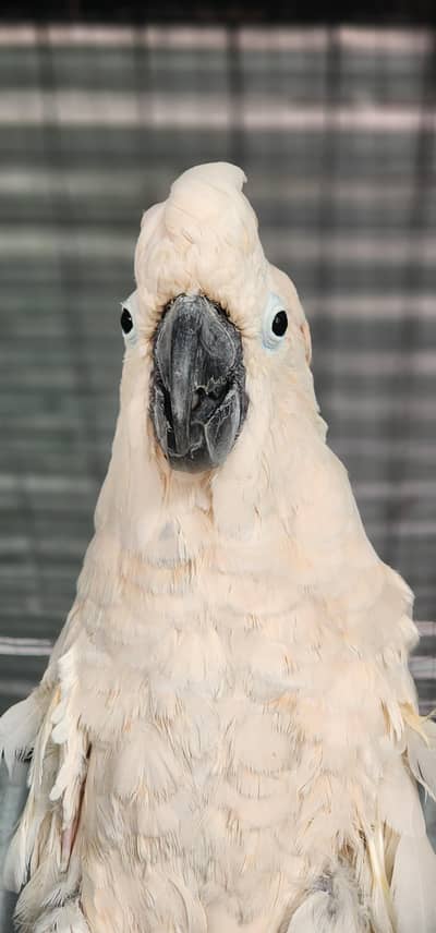 Cockatoo mulocan breeder male for sale