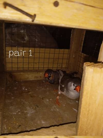 quality mutations available with good size females