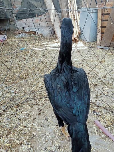 mianwali aseel murgi for sale