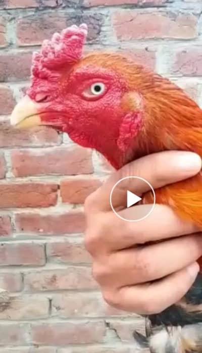 Buhat zyada Aseel murga hai