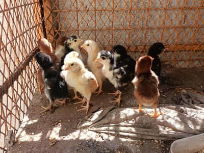 11 Aseel Chicks