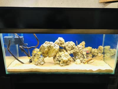 3 fit fish aquarium with fishes