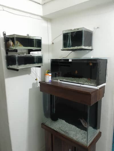 Fish Aquariums and assessories