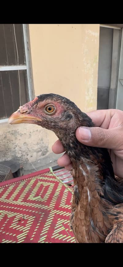 Quality Aseel Pathia available. . 03058914115