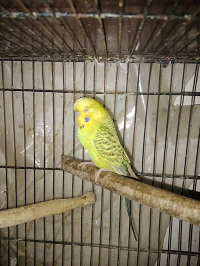 Fellow Exhibition & love bird