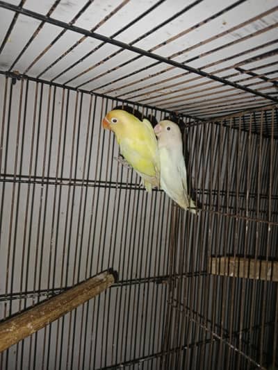 2 love bird male with DNA