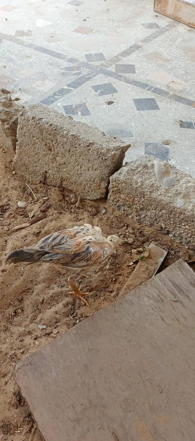 aseel chicks mianwali