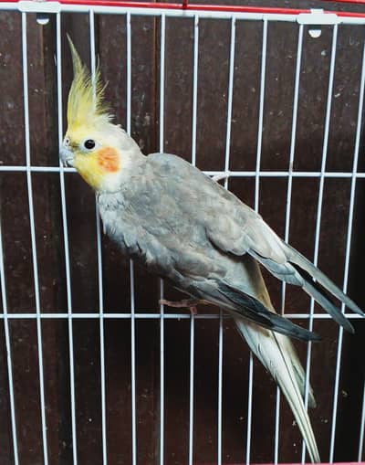 Healthy Male Cockatiel Parrot for Sale – 2 Years Old