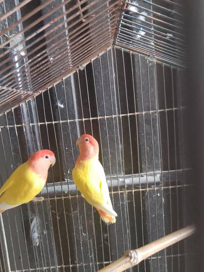 Lovebirds