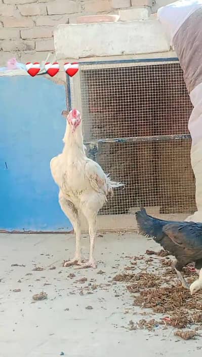aseel Sindhi chicks available location Bahawal pur