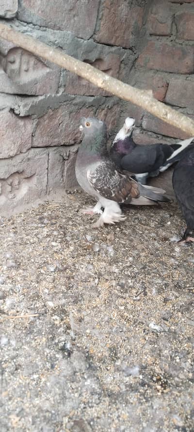 senti female for sale