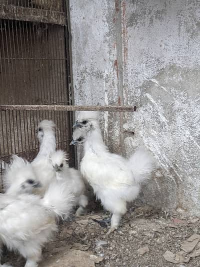 silkie chicks