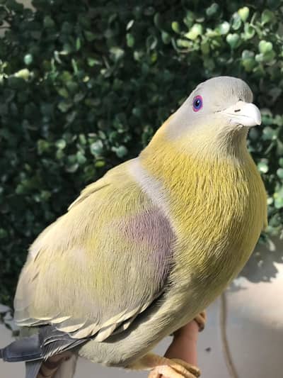 green pigeon