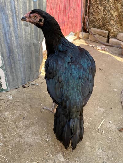 Beautiful outstanding birds For sale.